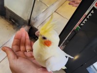 Yavru yetişkin sultan papağanı