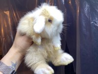 TEDDY LOP tavşanı sütten kesilenler