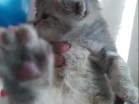 British shorthair