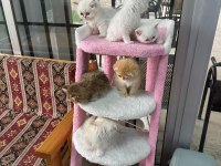 İki aylık british shorthair bebekler