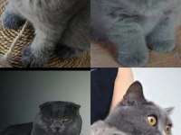 Scottish fold kedilerin yeni yuvalarını arıyoruz