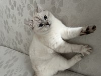 1 yaşında satılık boncuk kedimiz
