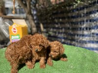 Kore poodle bebekler