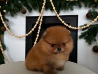 POMERANİAN BOO YAVRU KÖPEKLER