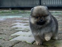 Pamuk şeker köpekler