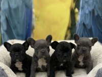 Blue Ve Siyah French Bulldog Bebekler