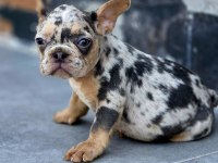 French Bulldog Blue Merle Tan İsabella Carrier Dişi