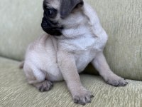 Dişi Erkek Pug