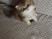 Safkan british longhair yavrular