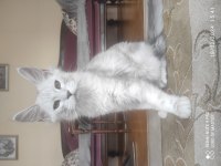 Palesilver maine coon yavrular