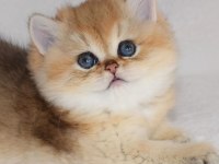 British Shorthair Yavruları