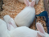 Yeni sütten kesilmiş albino yavru tavşanlar