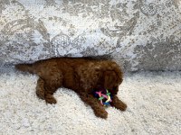 Kore toy ve tea cup poodle