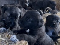 IRK VE SAĞLIK GARANTİLİ SİVAS KANGAL YAVRULAR