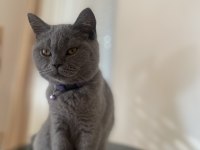 KEDİMİZ ACİL YUVA ARIYOR