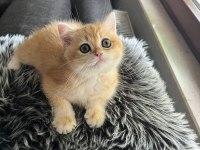 Şecereli golden ny12 dişi british shorthair