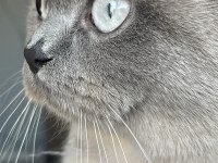 British Blue Point british shorthair kızıma DAMAT arıyoruz