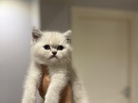 Evinizin Neşesi Brıtısh Shorthair Yavrular