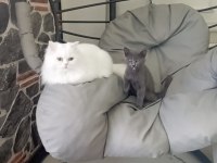 9 aylık oyuncu british shorthair erkek gri
