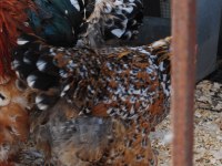 PORSELEN BRAHMA KULUÇKALIK YUMURTA & CİVCİV