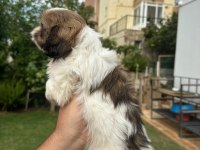 1DİŞİ 1ERKEK SHİTZU YAVRULAR