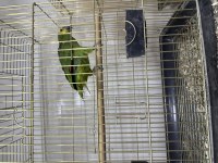 YAVRU AMAZON PAPAĞANI