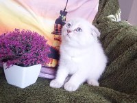 Daha güzel british shorthair yok