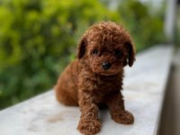 Efsane teacup parmak kadar toy poodle