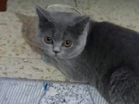 Çok temiz eğitim dişi british shorthair