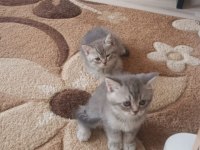 Minik kedilerim