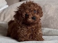 Toy Poodle Micro