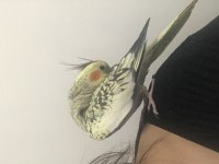 Dişi pearl sultan papağanı