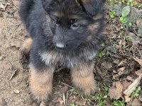 Üst seviye alman çoban köpeği yavrular