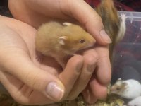 Hamster yavrularımız