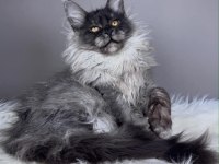 Black Smoke Dişi Maine Coon Wcf