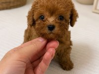 Micro Teacup Miniboy Maltipoo Yavrular