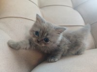 Safkan anne babadan british shorthair ayı surat yavrular