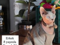 ÜCRETSİZ SPHYNX ERKEK