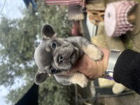 Egzotik French Bulldog Bebekler