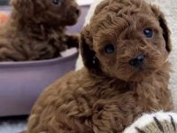 Toy Poodle Köpeği