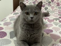 British shorthair kedimi sahiplendiriyorum acil