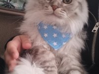 Scottish fold longhair erkek kedimiz