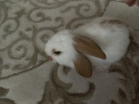 Tavşanımı sahiplendirmek istiyorum