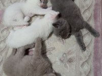 British Shorthair Bebekler - Erkek ve Dişi