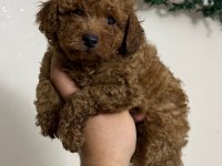 Toy Poodle Sıfır Boy Miniklerimiz