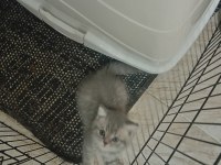 British shorthair silver kedilerimiz sizleri bekliyor