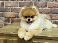 Orjinal pomeranian boo