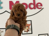 Ankaranın  En Güzel Redbrown Toy Poodle Ları