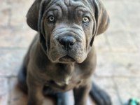 Dişi erkek cane corso kapıda ödemeli güvenli sistem