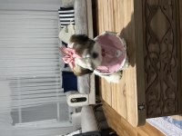 Shih tzu prenses sindi